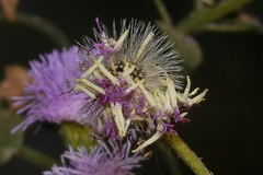 Fleischmannia arguta