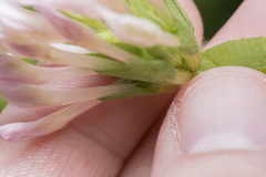 Trifolium clypeatum