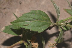 Fleischmannia arguta