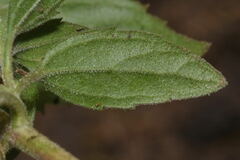 Fleischmannia arguta