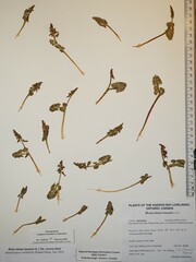 Botrychium lunaria