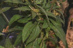 Fleischmannia arguta