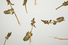 Botrychium lunaria