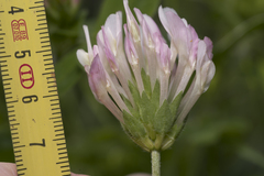 Trifolium clypeatum