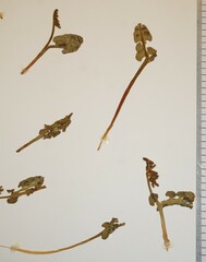 Botrychium lunaria