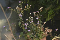 Fleischmannia arguta