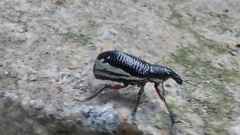 Alocorhinus curtisii