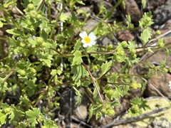 Amauria rotundifolia