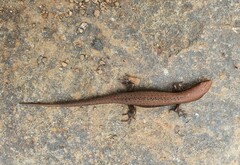Eutropis macularia
