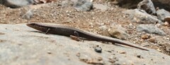 Eutropis macularia