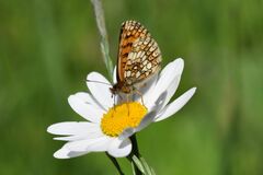 Melitaea athalia