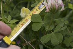 Trifolium clypeatum