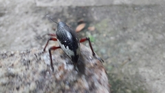 Alocorhinus curtisii