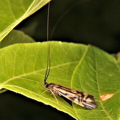 Macrostemum zebratum