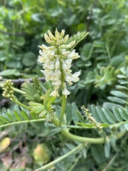 Astragalus pomonensis