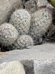 Escobaria tuberculosa