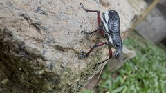 Alocorhinus curtisii