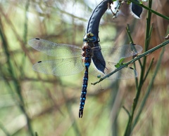 Rhionaeschna diffinis