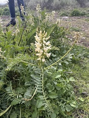 Astragalus pomonensis
