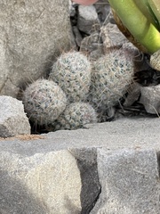 Escobaria tuberculosa