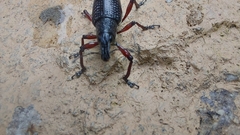 Alocorhinus curtisii