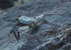Grapsus albolineatus