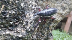 Alocorhinus curtisii