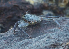 Grapsus albolineatus