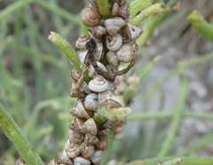 Cochlicella