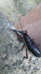 Alocorhinus curtisii