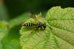 Cerceris arenaria