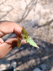 Tetramerium fruticosum