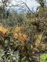Cuscuta californica
