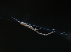 Philoponella