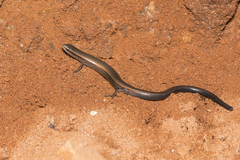 Ablepharus kitaibelii