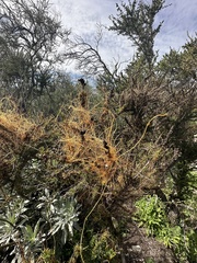 Cuscuta californica