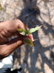 Tetramerium fruticosum