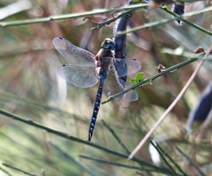Rhionaeschna diffinis