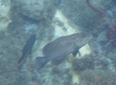 Cephalopholis cruentata