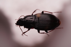 Pterostichus sculptus
