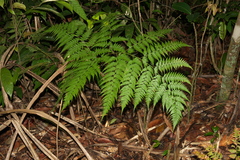 Calochlaena