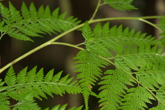 Calochlaena