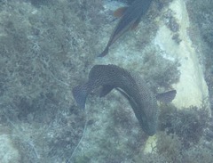 Cephalopholis cruentata