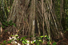 Pandanus