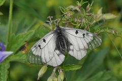 Parnassius mnemosyne
