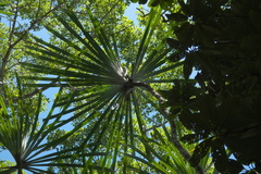 Pandanus