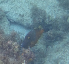 Cantherhines macrocerus