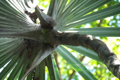 Pandanus