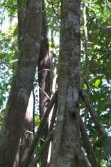 Pandanus