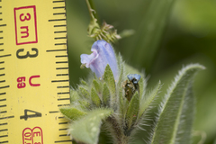 Echium parviflorum